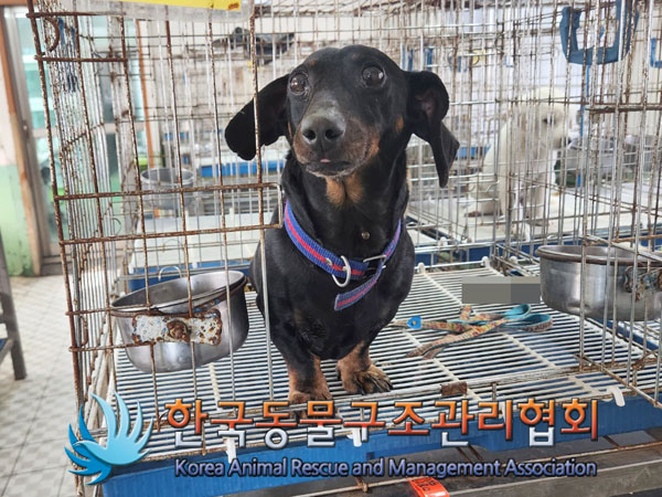 한국동물구조관리협회_441406202301138